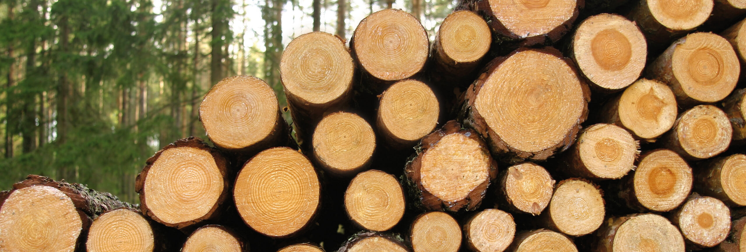 Das Regnauer Holzfertighaus - aus dem ökologischen Rohstoff mit Zukunft