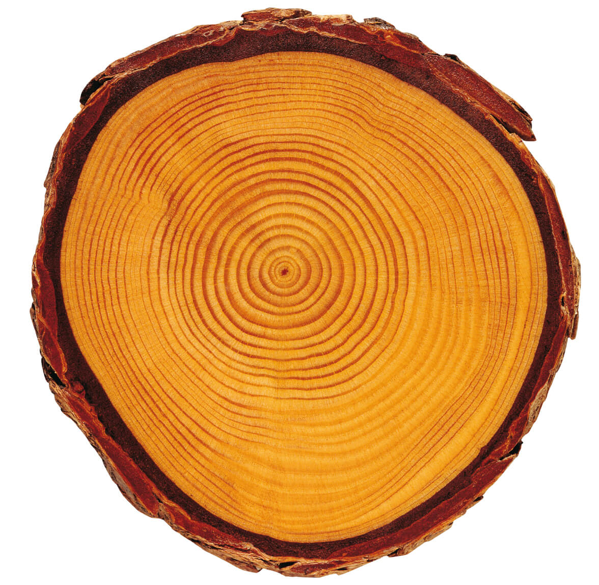 Bauen mit Holz - Ihr vitales Holzfertighaus Bauen mit Holz - Ihr vitales Holzfertighaus
